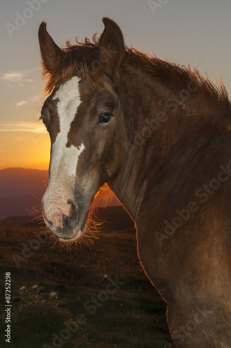 Ritratto di un cavallo  in montagna immerso nella luce del tramonto © nnerto