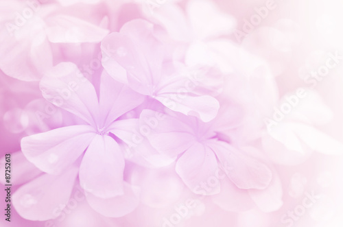 Cape Leadwort Flowers (Plumbago auriculata Lam.) with Soft Focus