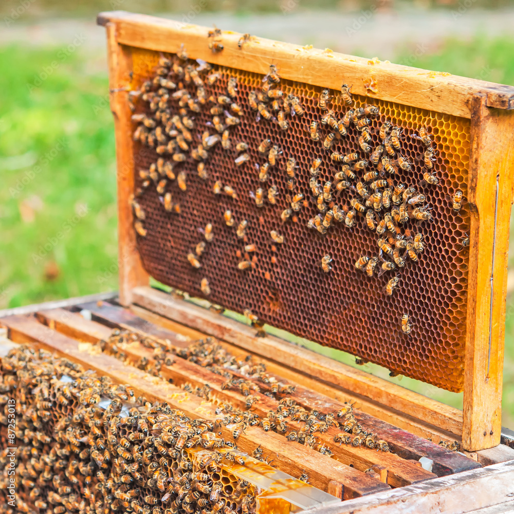 bee box