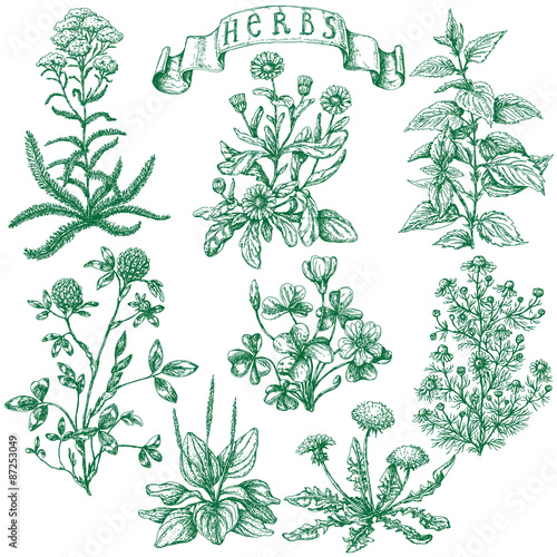 Set of medicinal plants. 