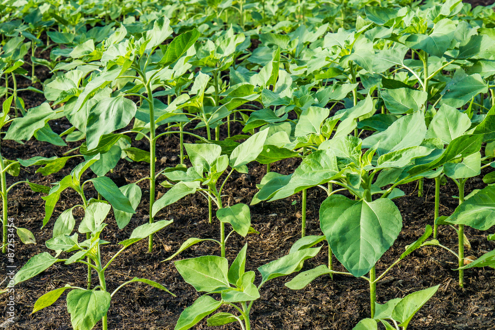 Plants growing in the plot