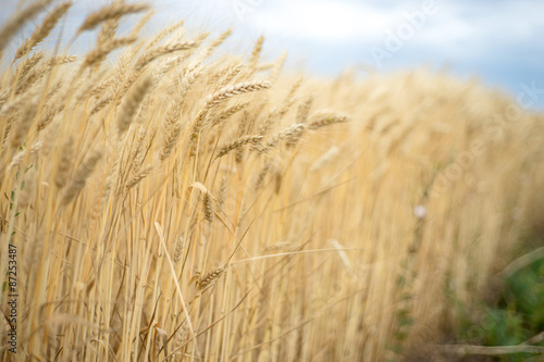 Background. A field of wheat. Focus on left