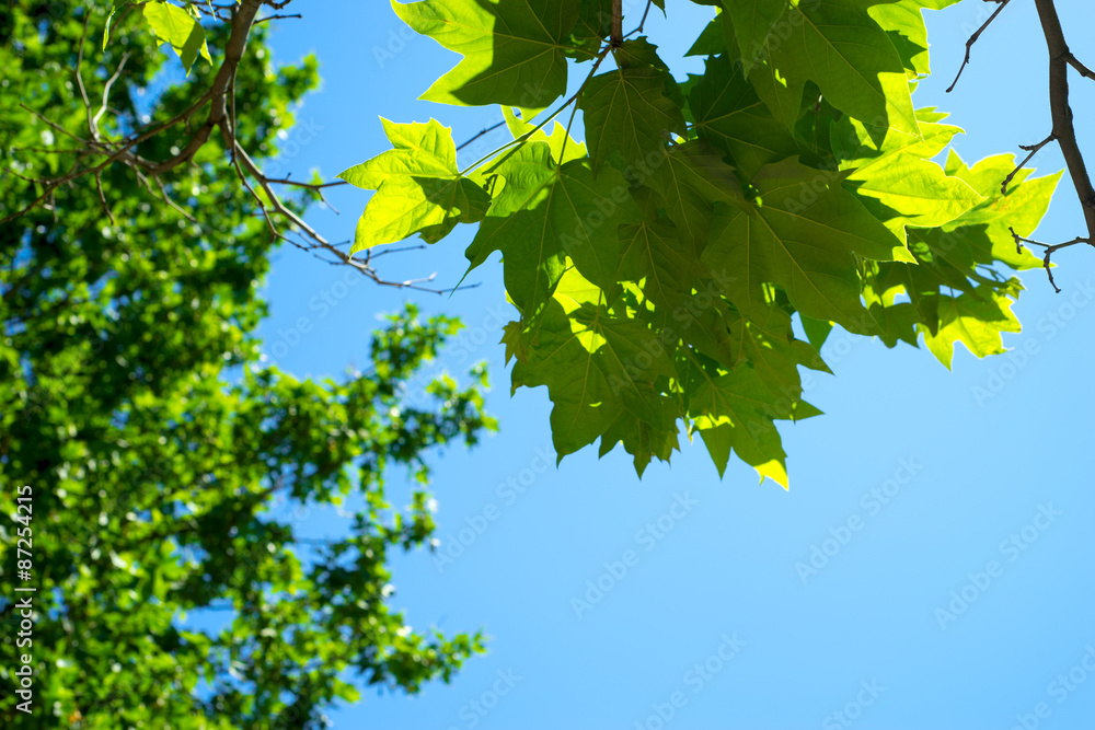 background of green foliage and blue sky background of green foliage and blue sky