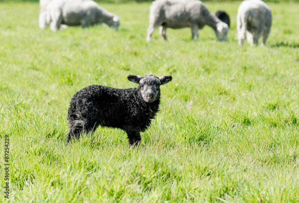 Schwarzes Lamm auf einer Frühlingswiese mit Muttertiere Schwarzes Lamm auf einer Frühlingswiese mit Muttertiere