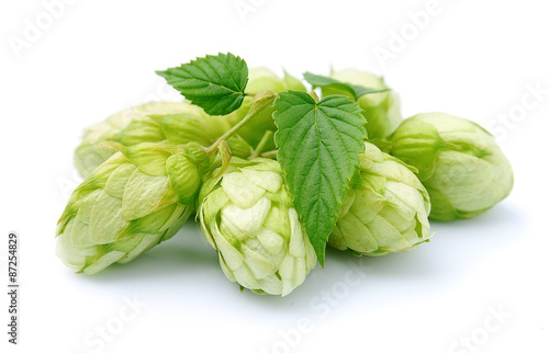 Blossoming hop