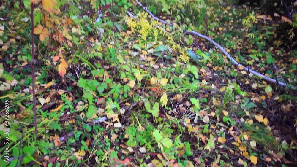 Fallen autumn leaves in the forest Fallen autumn leaves in the forest