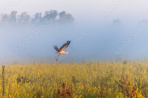 A stork fly to you in the deep blue sky background