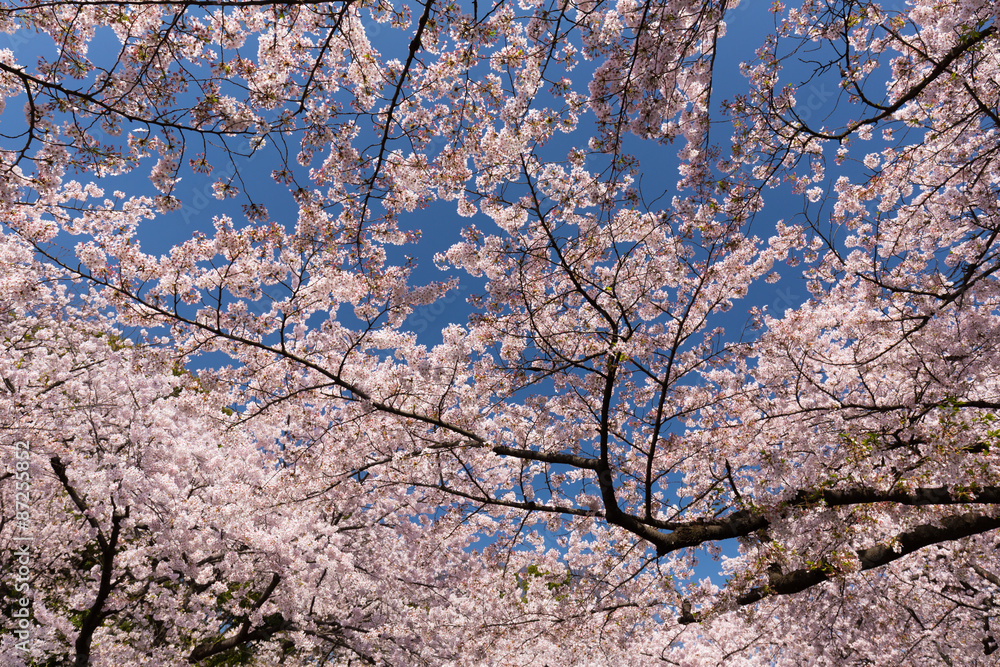 上野公園の桜並木 上野公園の桜並木