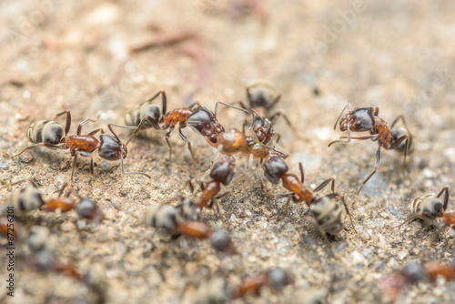 Swarm Of Ants Fights For Food © radub85