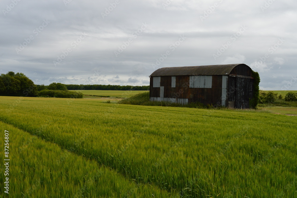 A Field of Grain A Field of Grain