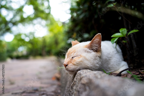 Fototapeta Naklejka Na Ścianę i Meble -  休むのらねこ