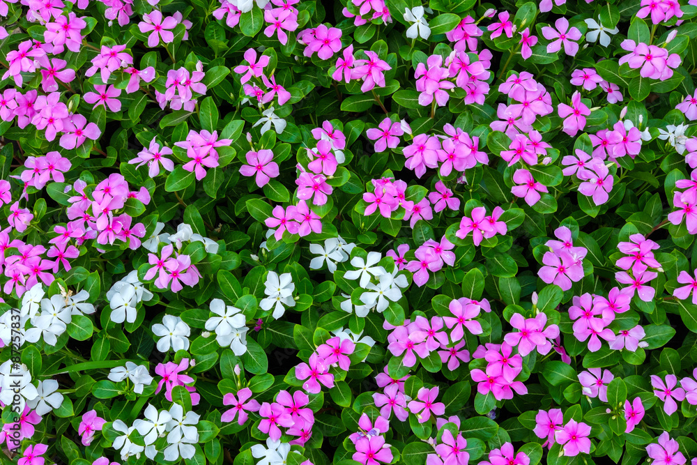 Top view of pink and white flowers background