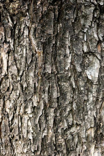 Fototapeta Naklejka Na Ścianę i Meble -  Tree bark texture