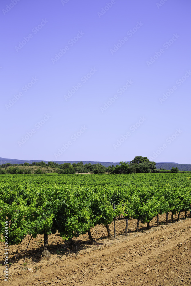 vineyard in Provence, France 
