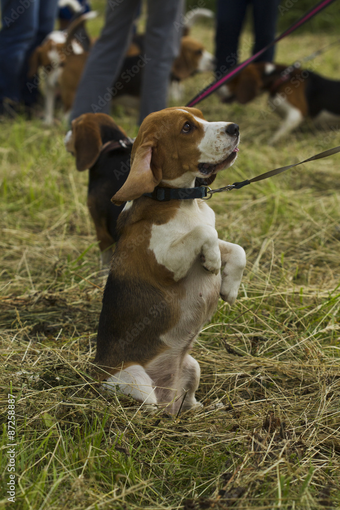 Beagle dogs, sitting on its hind legs.