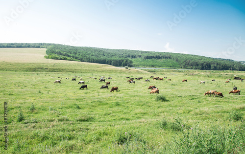 Cows grazing on a green lush meadow. © indigolotos
