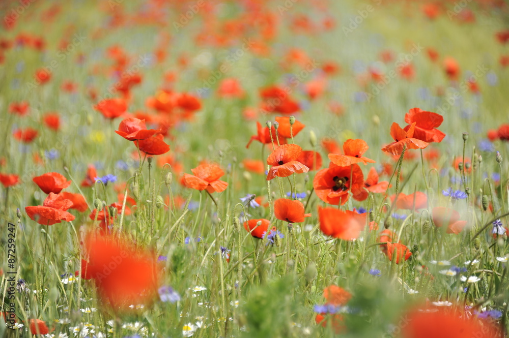 Fototapeta premium Mohnblumen - Mohnblumenfeld