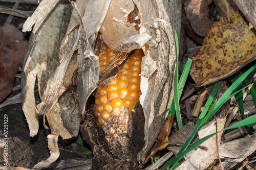 Close up of fresh autumn corn.