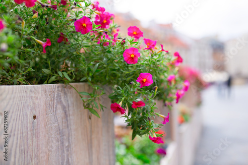 Violet flowers in city