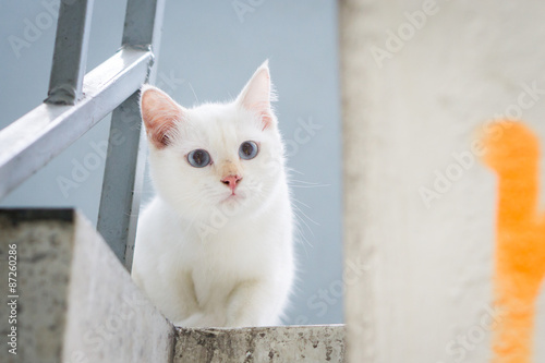 Wallpaper Mural White cat staring from upstair Torontodigital.ca