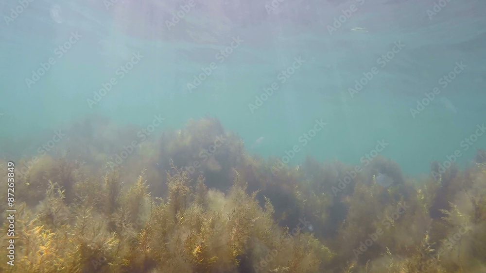 Underwater shot of jellyfish Aurelia aurita drifting in Black Sea water Underwater shot of jellyfish Aurelia aurita drifting in Black Sea water