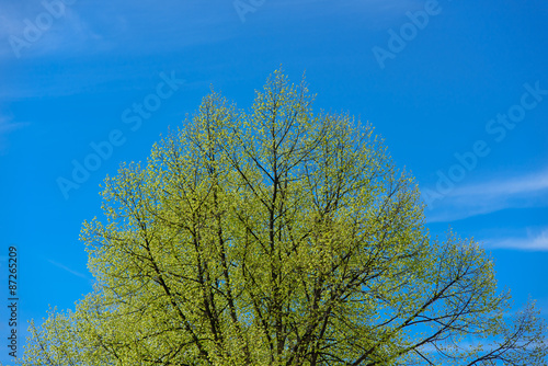 Top of the tree on blue sky background