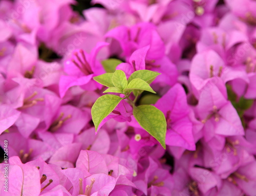 Green leaf pink bougainvillea blooms in the garden, soft focus