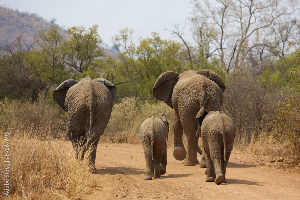Fototapeta premium African elephants walking away