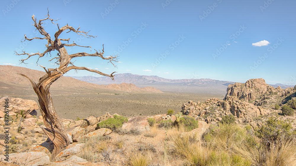Tree Snag, Teutonia Peak Trail, Mojave National Preserve, CA.