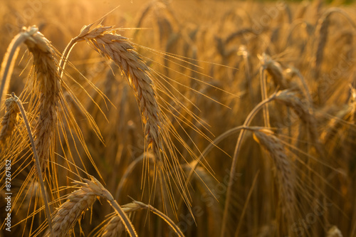 Wheat fields at sunset.