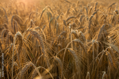 Wheat fields at sunset.
