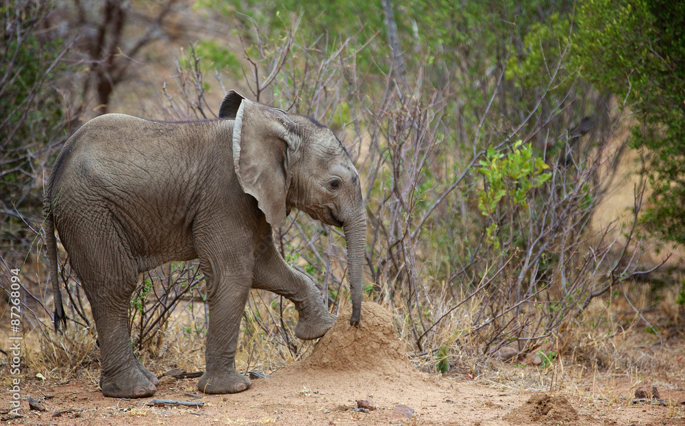 Fototapeta premium Young African elephant exploring