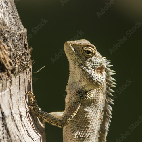 Portrait of Oriental garden lizard in Pottuvil, Sri Lanka photo