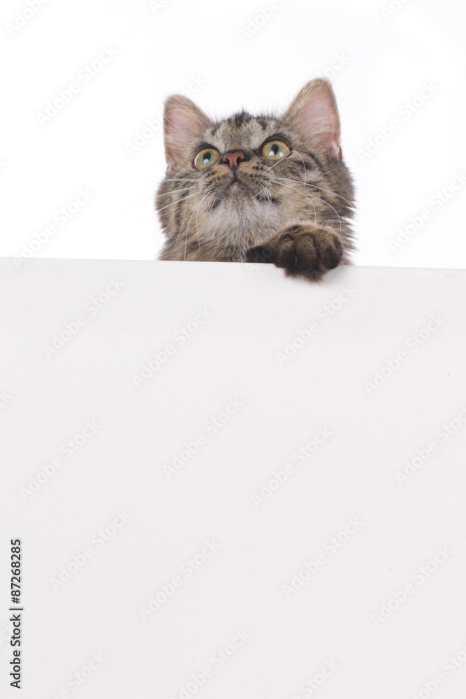Hauskatze schaut über weiße Wand Hauskatze schaut über weiße Wand