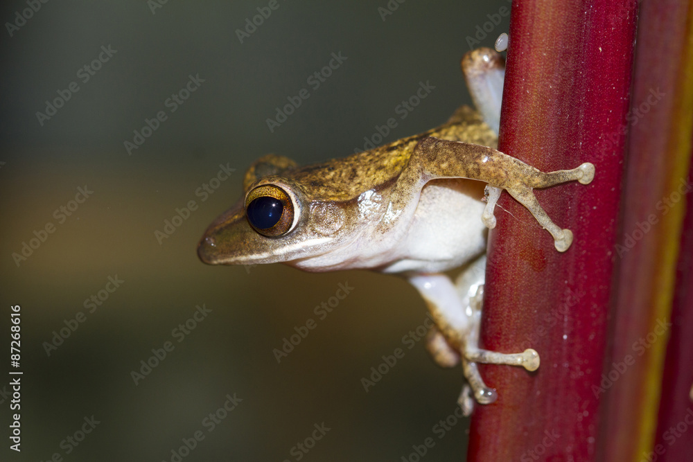 Obraz premium Frog perched on a tree ready to jump.