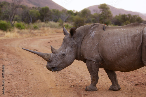 Close up of a white rhino with a large horn