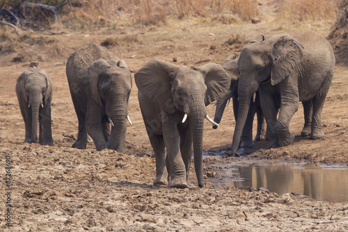 Canvas Print Group of African elephants