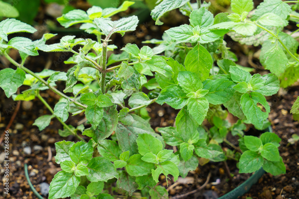 Lemon Mint Lemon Mint