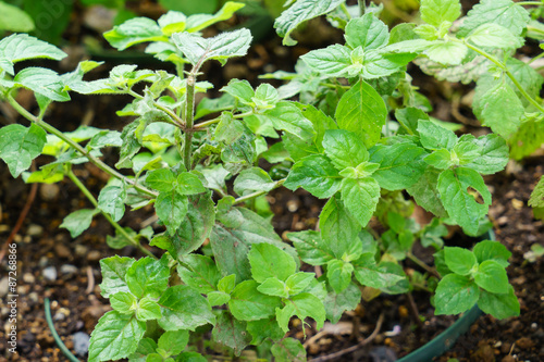 Wallpaper Mural Lemon Mint Torontodigital.ca
