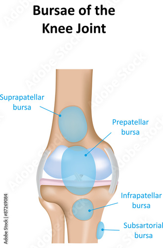 Knee Joint Bursae