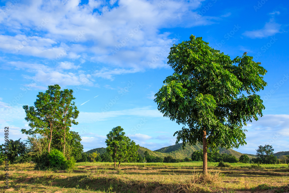 Obraz premium Landscape of mountain tree and blue sky in countryside.