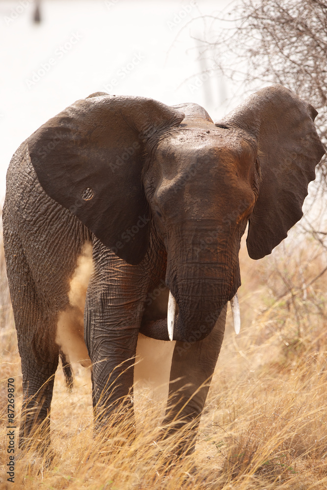 Large African elephant  having a dust bath