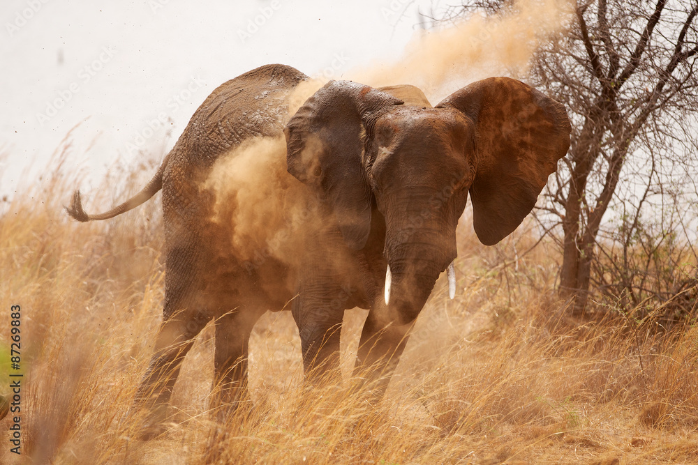 Fototapeta premium Large African elephant having a dust bath