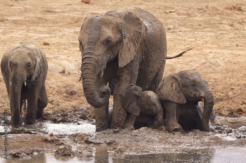 Large African elephants having fun in a mud bath