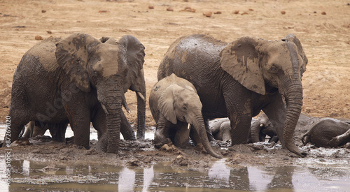 Canvas Print Large African elephants having fun in a mud bath