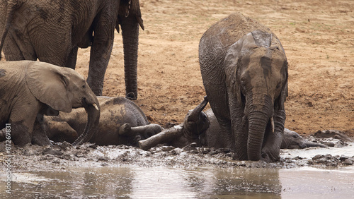 Photography Large African elephants having a mud bath