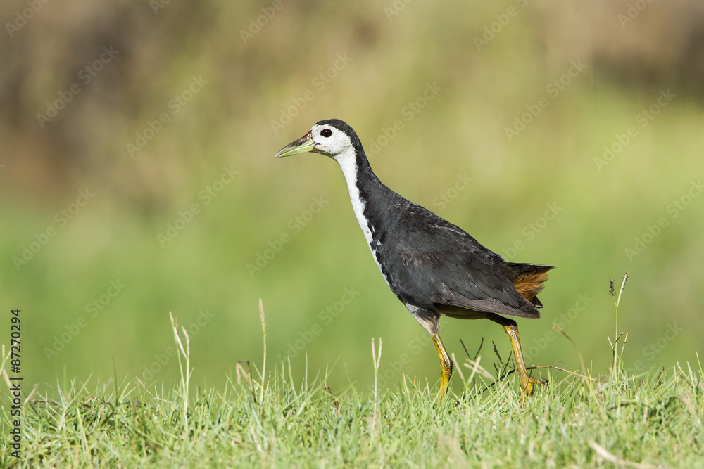 White-breasted waterhen in Pottuvil, Sri Lanka White-breasted waterhen in Pottuvil, Sri Lanka
