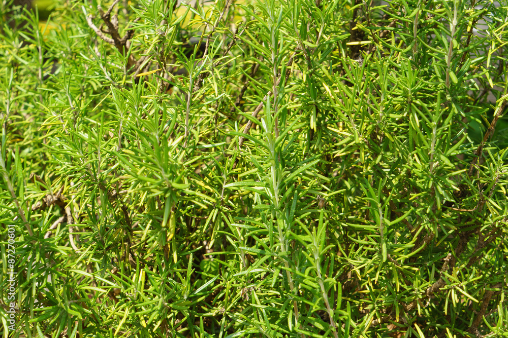 Rosemary Rosemary