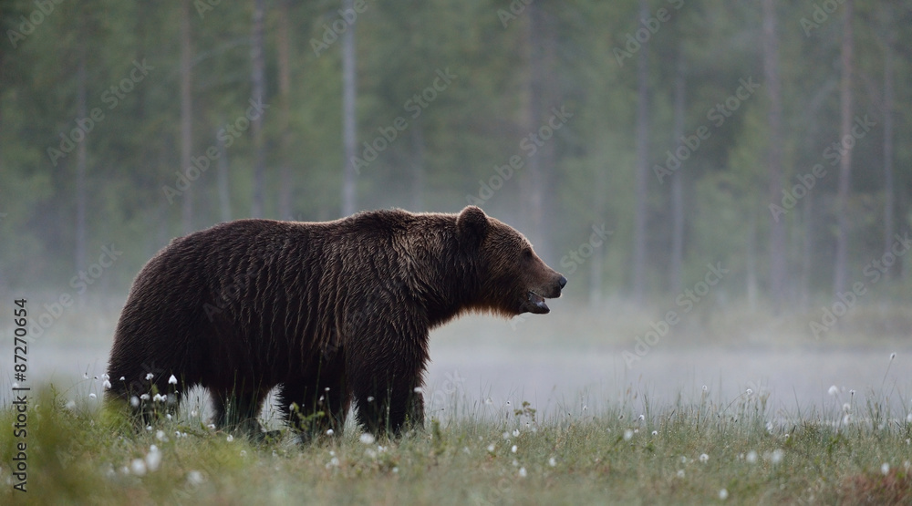 Obraz premium Brown bear in the misty bog