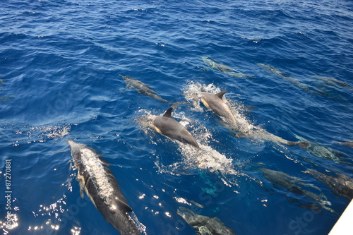 Photography Dolphins